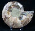 Beautiful Split Ammonite (Half) #5499-1